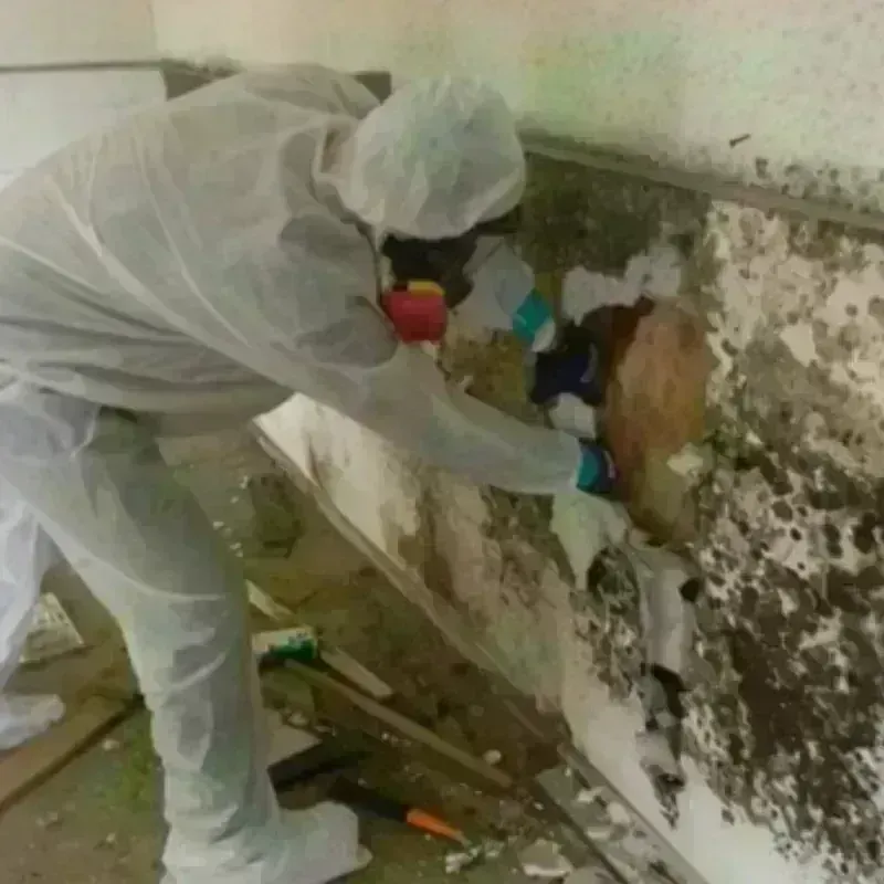 Mold Remediation and Removal in Randolph County, IL